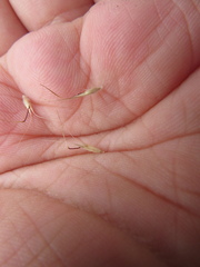 Rytidosperma clelandii