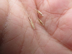 Rytidosperma clelandii