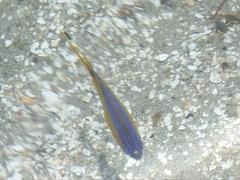 Stegastes variabilis