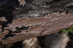 Corticium roseum