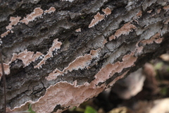 Corticium roseum