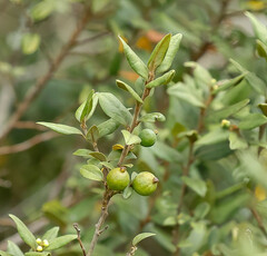 Cryptocarya wyliei