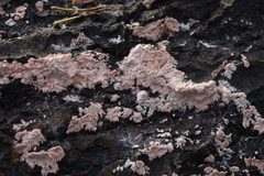 Corticium roseum