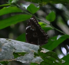 Morpho helenor