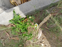 Turnera subulata