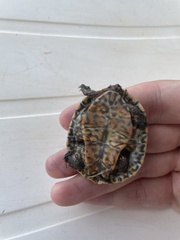 Phrynops geoffroanus