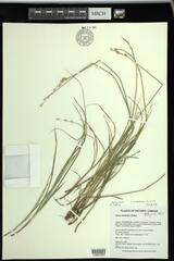 Carex xerantica