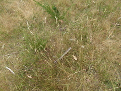 Rytidosperma clelandii