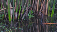 Phleocryptes melanops