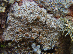 Lecanora campestris