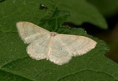 Idaea