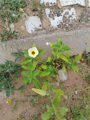 Turnera subulata