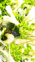 Chauliognathus magellanicus