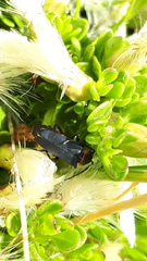 Chauliognathus magellanicus