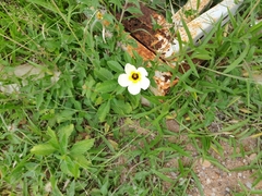 Turnera subulata