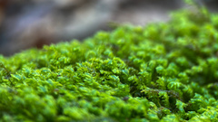 Forsstroemia trichomitria