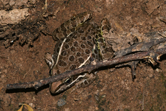Lithobates magnaocularis