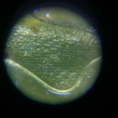 Forsstroemia trichomitria