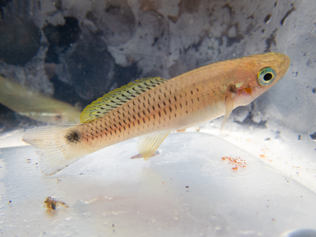 Twospot livebearer (Heterandria bimaculata) — Poeciliidae