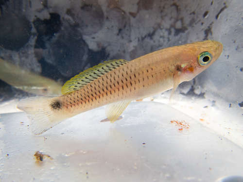Twospot livebearer (Heterandria bimaculata) — Poeciliidae