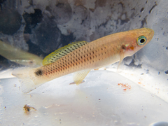 Pseudoxiphophorus bimaculatus