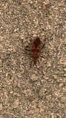 Leptoglossus occidentalis