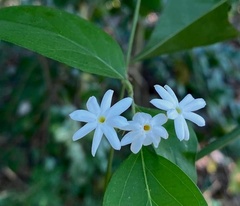 Jasminum multiflorum