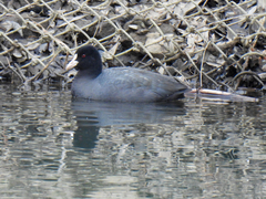 Fulica atra