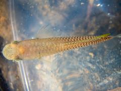 Pseudoxiphophorus bimaculatus