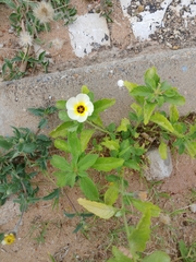 Turnera subulata