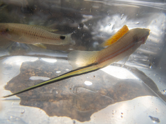 Xiphophorus hellerii