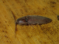 Elaterinae