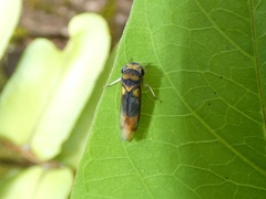 Dilobopterus demissus