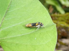 Dilobopterus demissus