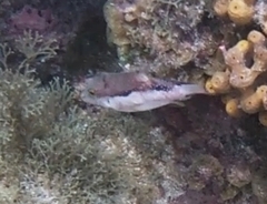 Canthigaster capistrata