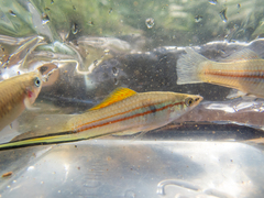 Xiphophorus hellerii