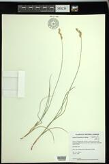 Carex xerantica