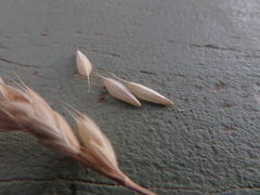 Bromus lithobius