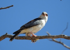 Polihierax semitorquatus