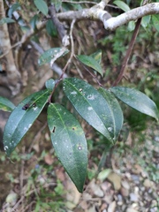 Adinandra millettii