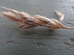 Bromus lithobius