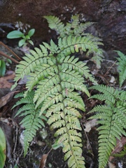 Arachniodes aristata