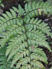 Arachniodes aristata