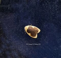 Pseudoblabes oophora