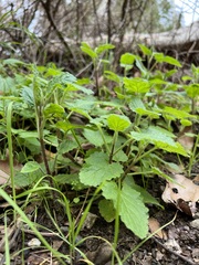 Hesperocnide tenella
