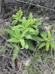 Hesperocnide tenella