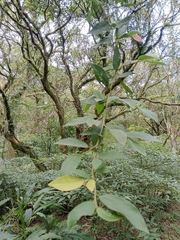 Ficus sarmentosa nipponica