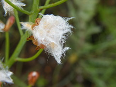 Eriospermum mackenii