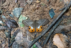 Pierella nereis