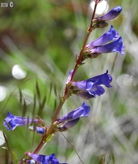 Penstemon laetus